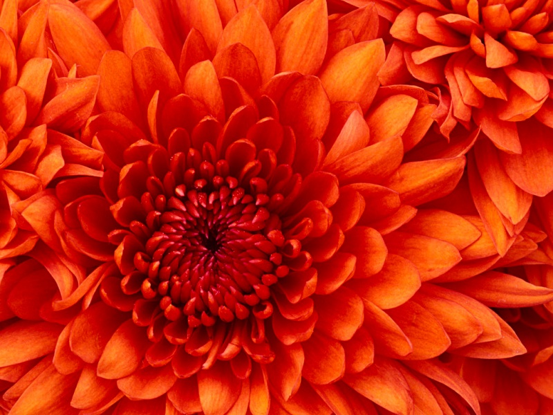 File:Chrysanthemum.jpg