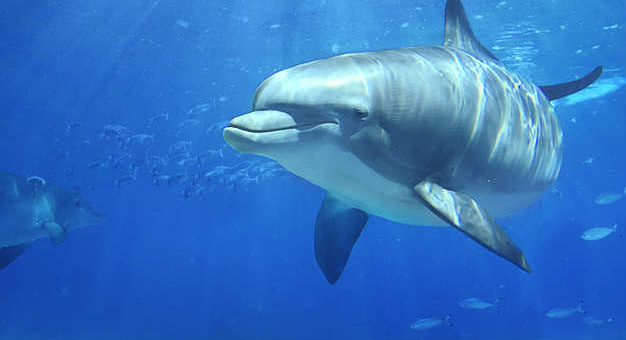 File:Dolphin.png